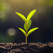 Plant growing out of soil