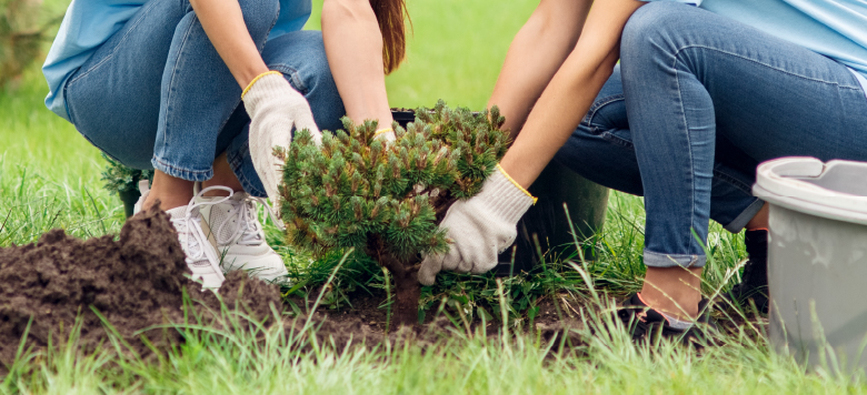 Volunteers planting a tree